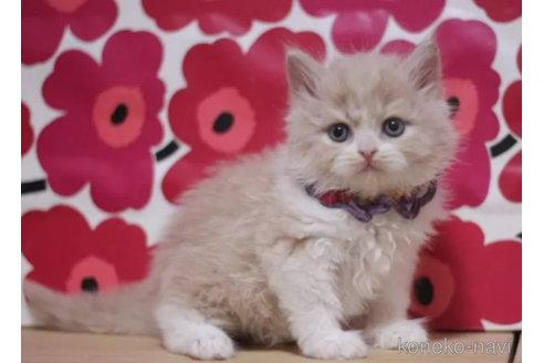 成約済の東京都のブリティッシュショートヘア-103837の4枚目